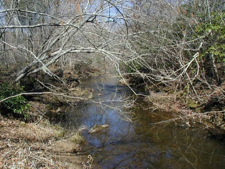 Buck_59_bold_stream.JPG