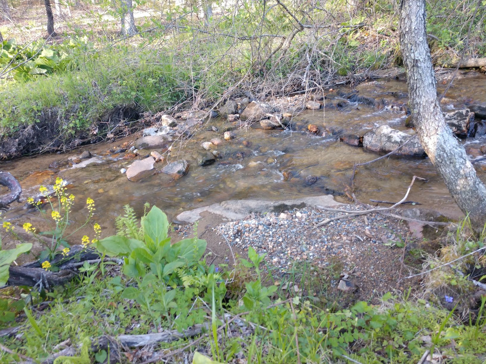 Floyd_53_May_2020_Entrance_Creek_3.jpg Floyd_53_May_2020_Entrance_Creek_3.jpg