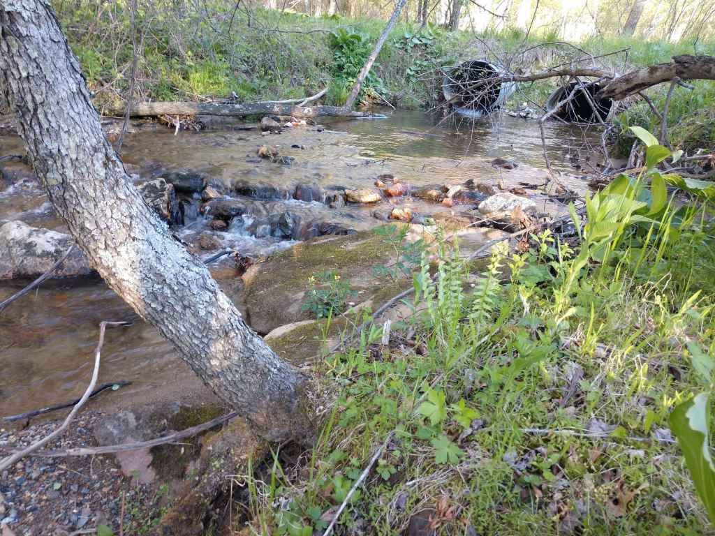 Floyd_53_May_2020_Entrance_Creek_6.jpg Floyd_53_May_2020_Entrance_Creek_6.jpg