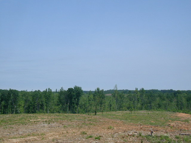 Pitts_31_Henrys_Mill_greening_up.jpg_2.jpg