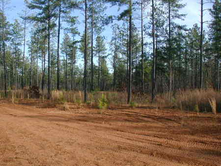 Red_Road_acres_of_20_yr_pine.jpg
