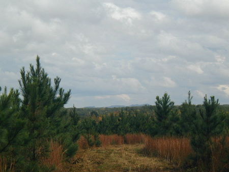 Toga_60_Willis_Mtn_view.jpg